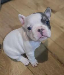 French Bulldog Puppies - Photo 4