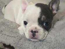 French Bulldog Puppies - Photo 5