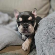 French Bulldog Puppies - Photo 6