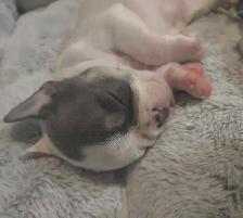 French Bulldog Puppies - Photo 7
