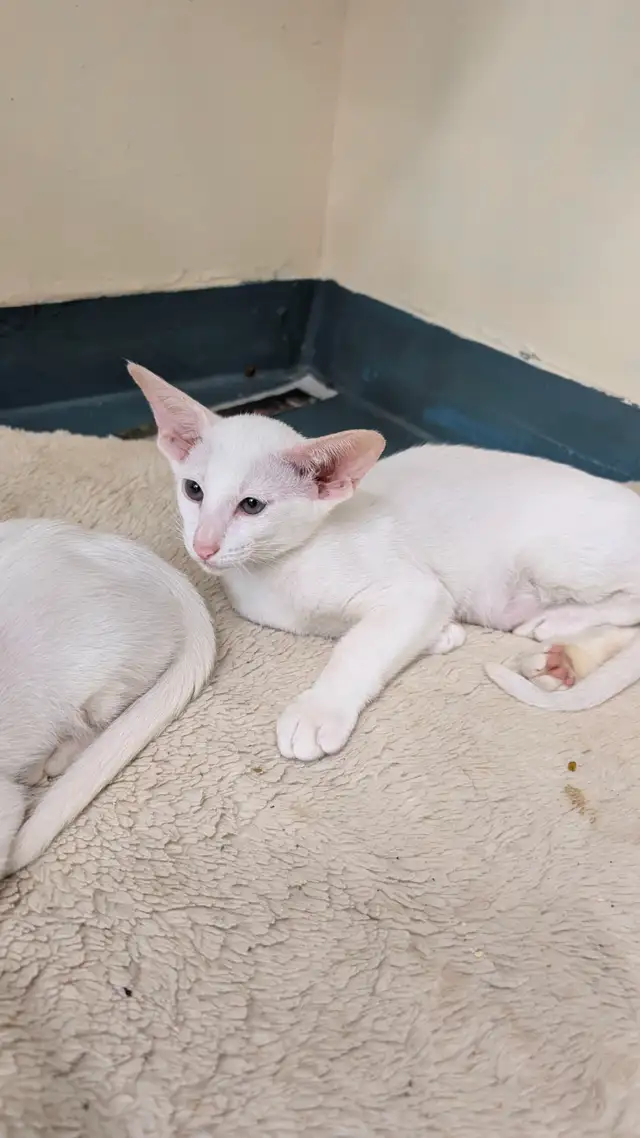 Chaton oriental