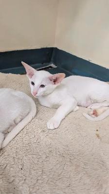 Chaton oriental
