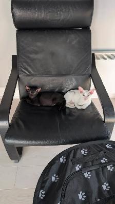 Chaton oriental - Photo 2