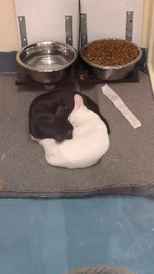 Chaton oriental - Photo 3