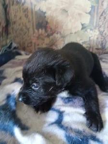 beautiful pups for sale