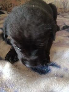 beautiful pups for sale - Photo 2