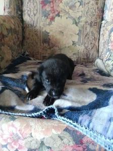 beautiful pups for sale - Photo 3