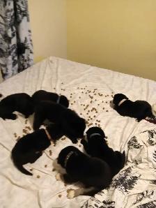 beautiful pups for sale - Photo 4