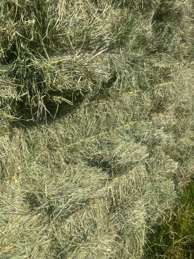 Small square hay bales