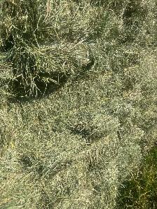 Small square hay bales