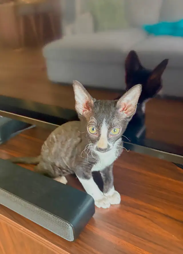 Chatons rex cornish