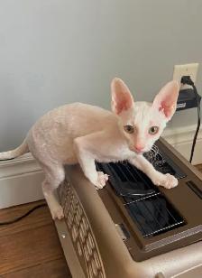 Chatons rex cornish - Photo 2