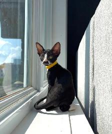 Chatons rex cornish - Photo 3