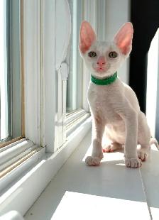 Chatons rex cornish - Photo 4