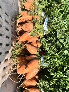 General Farm Labourer