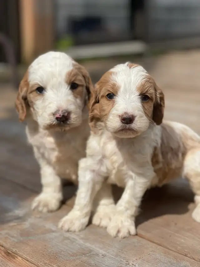 Chiots Goldendoodle F1b