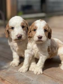 Chiots Goldendoodle F1b