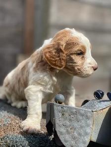 Chiots Goldendoodle F1b - Photo 2