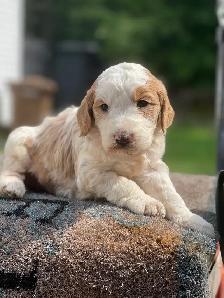 Chiots Goldendoodle F1b - Photo 3