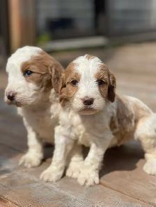 Chiots Goldendoodle F1b - Photo 4