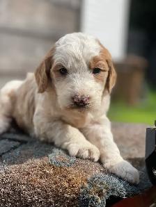 Chiots Goldendoodle F1b - Photo 5