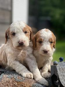 Chiots Goldendoodle F1b - Photo 6