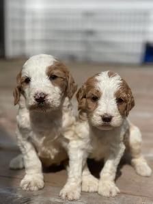 Chiots Goldendoodle F1b - Photo 7