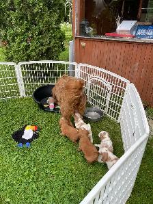 Chiots Goldendoodle F1b - Photo 8