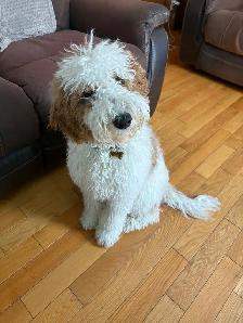 Chiots Goldendoodle F1b - Photo 9