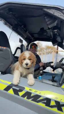 Chiots Goldendoodle F1b - Photo 10