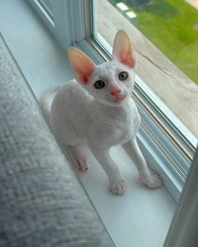Chatons rex cornish