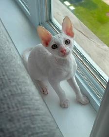 Chatons rex cornish