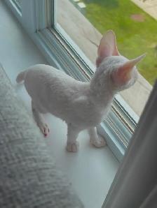 Chatons rex cornish - Photo 2