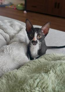 Chatons rex cornish - Photo 3