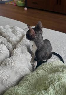 Chatons rex cornish - Photo 4