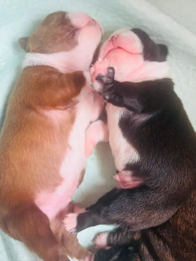 Boston terrier puppies