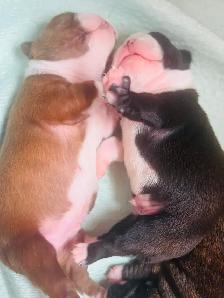 Boston terrier puppies