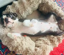 Boston terrier puppies - Photo 2