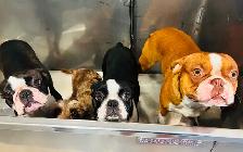 Boston terrier puppies - Photo 3