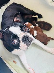 Boston terrier puppies - Photo 4
