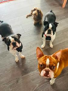 Boston terrier puppies - Photo 5