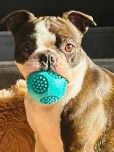 Boston terrier puppies - Photo 6