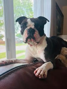 Boston terrier puppies - Photo 7