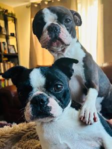Boston terrier puppies - Photo 8