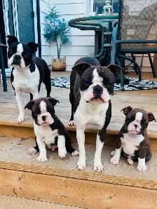 Boston terrier puppies - Photo 9