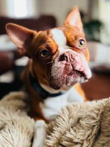Boston terrier puppies - Photo 10