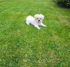Beautiful male puppy