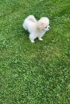 Beautiful male puppy - Photo 2