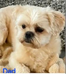 Beautiful male puppy - Photo 4