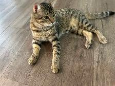 Chat Bengal mâle âgé de 1 ans